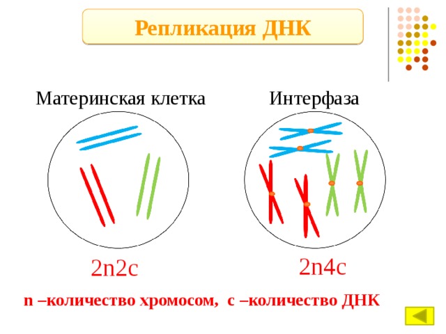 Репликация ДНК Материнская клетка Интерфаза 2n4c 2n2c n –количество хромосом, c –количество ДНК 