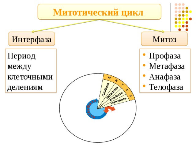 Митотический цикл Интерфаза Митоз Период между клеточными делениям  Профаза  Метафаза  Анафаза  Телофаза 