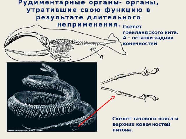 Рассмотрите рисунки на которых представлены птица киви часть скелета питона скелет кита