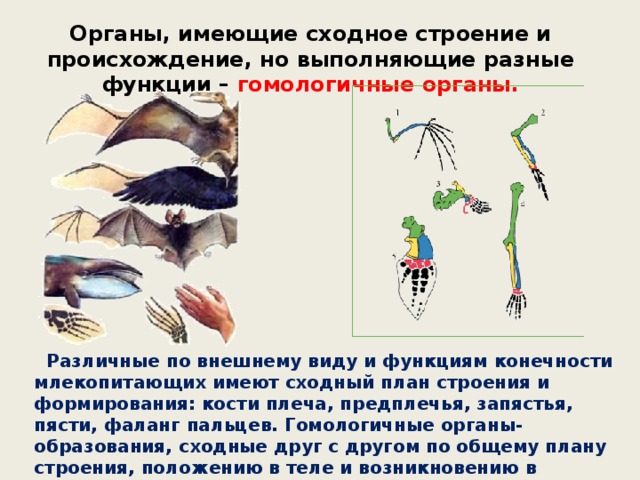 Органы, имеющие сходное строение и происхождение, но выполняющие разные функции – гомологичные органы.     Различные по внешнему виду и функциям конечности млекопитающих имеют сходный план строения и формирования: кости плеча, предплечья, запястья, пясти, фаланг пальцев. Гомологичные органы-образования, сходные друг с другом по общему плану строения, положению в теле и возникновению в процессе онтогенеза. 