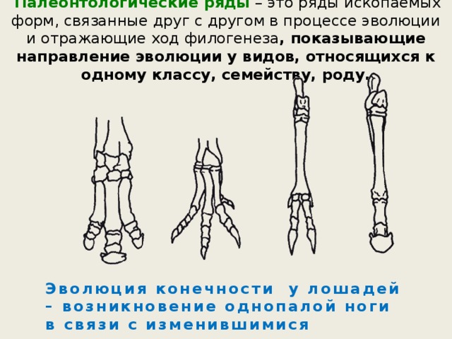  Палеонтологические ряды – это ряды ископаемых форм, связанные друг с другом в процессе эволюции и отражающие ход филогенеза , показывающие направление эволюции у видов, относящихся к одному классу, семейству, роду. Эволюция конечности у лошадей – возникновение однопалой ноги в связи с изменившимися условиями жизни. 