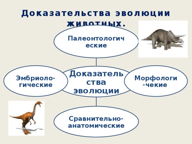 Сравнительно анатомические доказательства эволюции презентация