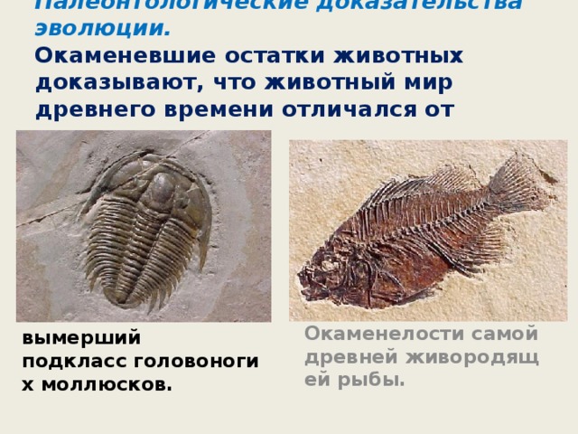  Палеонтологические доказательства эволюции.  Окаменевшие остатки животных доказывают, что животный мир древнего времени отличался от современного. Окаменелости самой древней живородящей рыбы. Аммониты - вымерший подкласс головоногих моллюсков. 