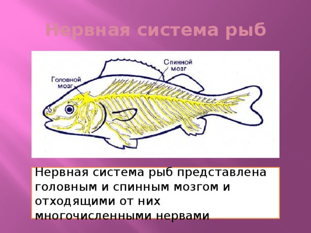 Нервная система рыб Нервная система рыб представлена головным и спинным мозгом и отходящими от них многочисленными нервами 