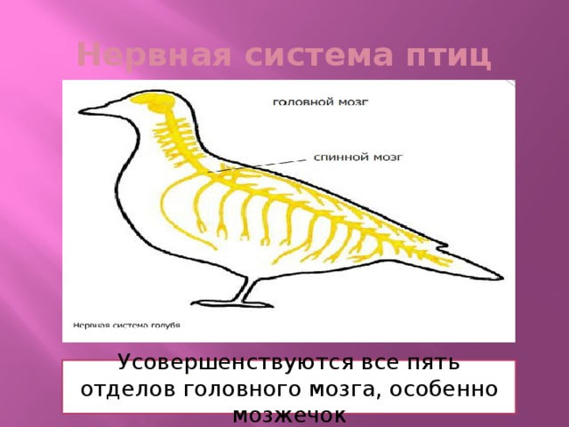 Какие функции выполняют отделы мозга у птиц. Нервная система птиц. Органы нервной системы птиц. Строение нервной системы птиц. Класс птицы нервная система.