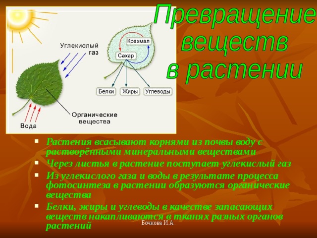 Какие вещества образуются при питании растения в его зеленой кухне