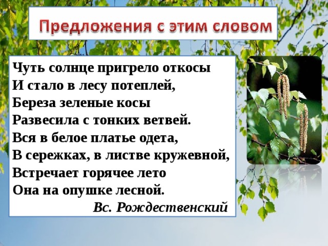 Составить слово березка. Береза зеленые косы развесила с тонких ветвей. Береза чуть солнце пригрело откосы и стало в лесу потеплей. Проект о слове береза. Береза развесила с тонких ветвей.