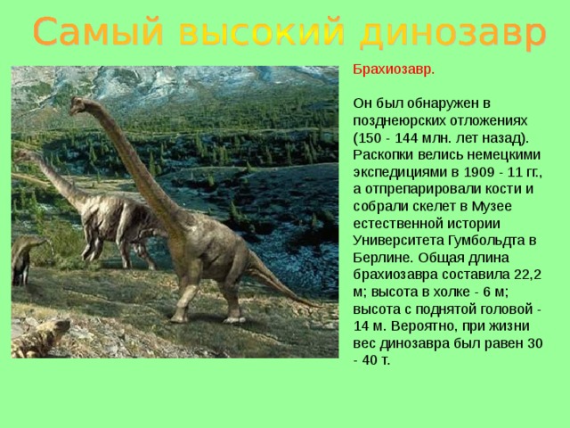 Брахиозавр. Он был обнаружен в позднеюрских отложениях (150 - 144 млн. лет назад). Раскопки велись немецкими экспедициями в 1909 - 11 гг., а отпрепарировали кости и собрали скелет в Музее естественной истории Университета Гумбольдта в Берлине. Общая длина брахиозавра составила 22,2 м; высота в холке - 6 м; высота с поднятой головой - 14 м. Вероятно, при жизни вес динозавра был равен 30 - 40 т. 