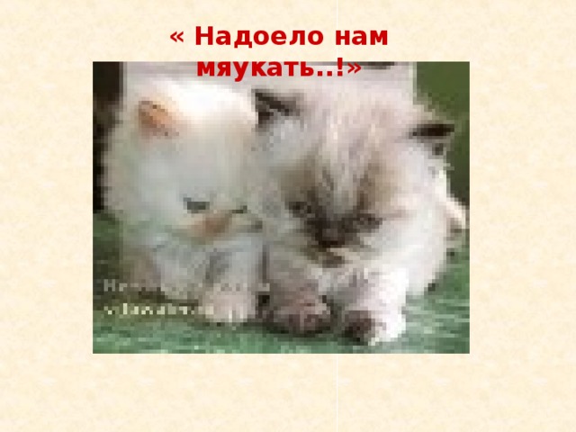 « Надоело нам мяукать..!» 