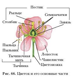 Схема двудольного цветка