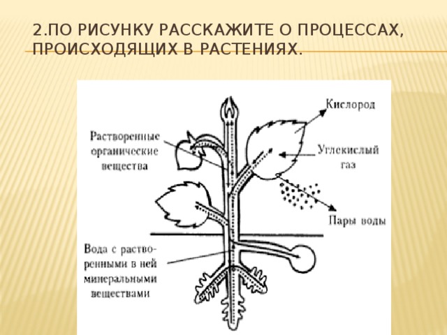 2.По рисунку расскажите о процессах, происходящих в растениях. 