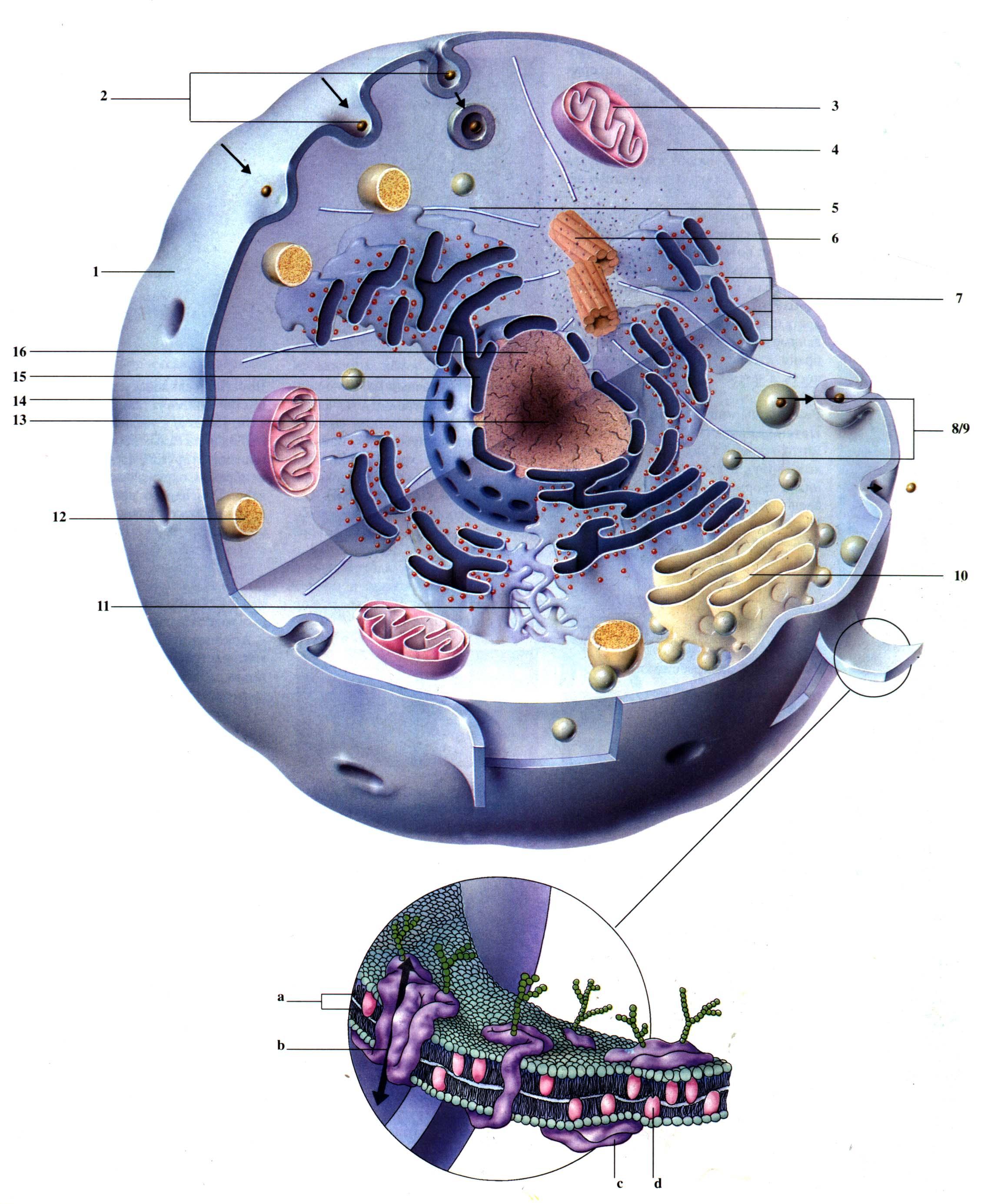 Строение животной клетки 8 класс биология