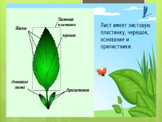 Лист его строение и значение 6