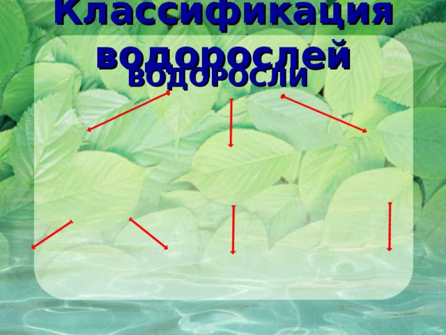 Классификация водорослей ВОДОРОСЛИ 