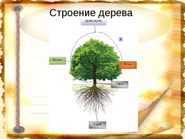 Биология строение дерева