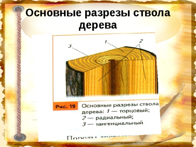 Разрезы древесины. Макроструктура древесины главные разрезы ствола. Ствол дерева в разрезе.