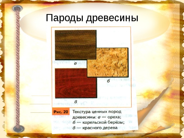 Образцы пород древесины 5 класс таблица
