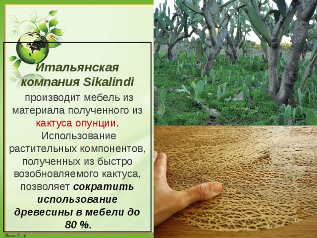  Итальянская компания Sikalindi  производит мебель из материала полученного из кактуса опунции .  Использование растительных компонентов, полученных из быстро возобновляемого кактуса, позволяет сократить использование древесины в мебели до  80 %. 