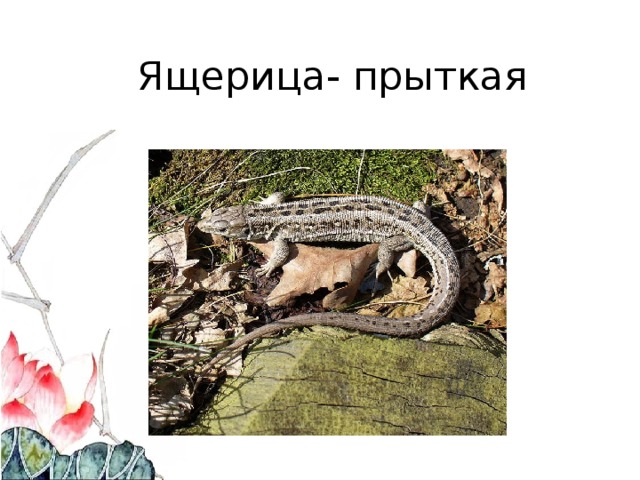 Ящерица- прыткая 