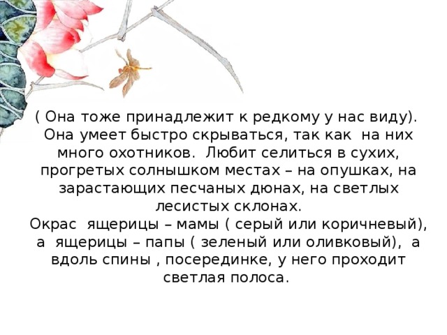   ( Она тоже принадлежит к редкому у нас виду).  Она умеет быстро скрываться, так как на них много охотников. Любит селиться в сухих, прогретых солнышком местах – на опушках, на зарастающих песчаных дюнах, на светлых лесистых склонах.  Окрас ящерицы – мамы ( серый или коричневый), а ящерицы – папы ( зеленый или оливковый), а вдоль спины , посерединке, у него проходит светлая полоса.      