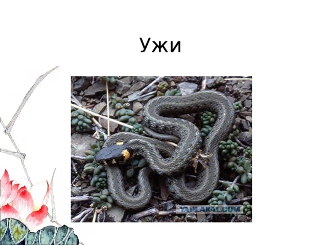 Ужи 