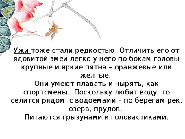 Ужи тоже стали редкостью. Отличить его от ядовитой змеи легко у него по бокам головы крупные и яркие пятна – оранжевые или желтые.  Они умеют плавать и нырять, как спортсмены. Поскольку любит воду, то селится рядом с водоемами – по берегам рек, озера, прудов.  Питаются грызунами и головастиками.   