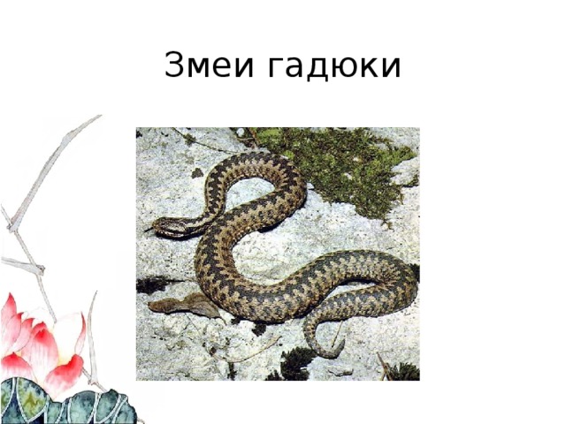 Змеи гадюки 