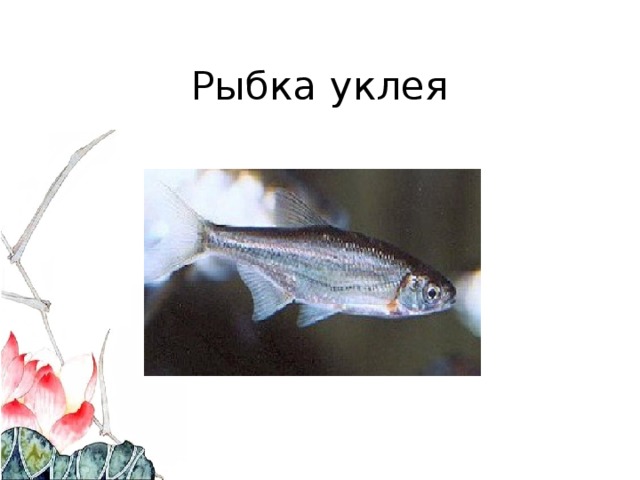 Рыбка уклея 