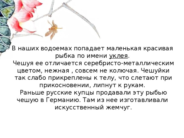 В наших водоемах попадает маленькая красивая рыбка по имени уклея .  Чешуя ее отличается серебристо-металлическим цветом, нежная , совсем не колючая. Чешуйки так слабо прикреплены к телу, что слетают при прикосновении, липнут к рукам.  Раньше русские купцы продавали эту рыбью чешую в Германию. Там из нее изготавливали искусственный жемчуг.   