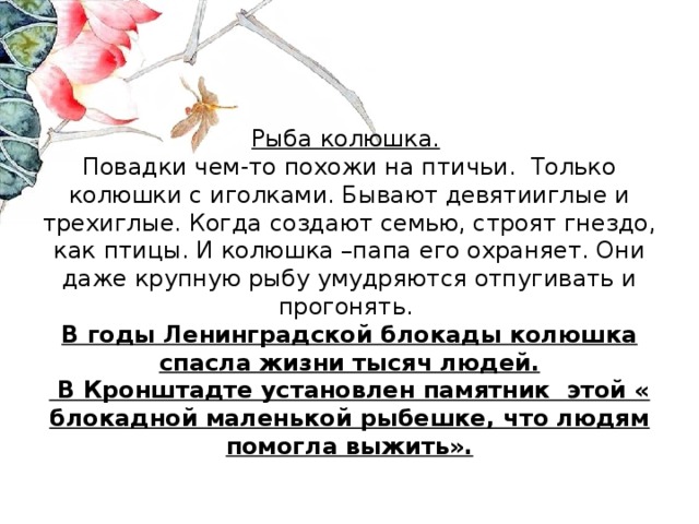 Рыба колюшка.   Повадки чем-то похожи на птичьи. Только колюшки с иголками. Бывают девятииглые и трехиглые. Когда создают семью, строят гнездо, как птицы. И колюшка –папа его охраняет. Они даже крупную рыбу умудряются отпугивать и прогонять.  В годы Ленинградской блокады колюшка спасла жизни тысяч людей.  В Кронштадте установлен памятник этой « блокадной маленькой рыбешке, что людям помогла выжить».   