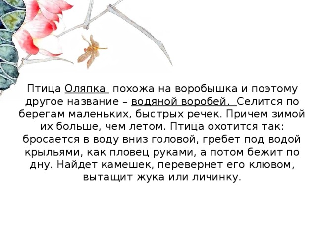 Птица Оляпка похожа на воробышка и поэтому другое название – водяной воробей. Селится по берегам маленьких, быстрых речек. Причем зимой их больше, чем летом. Птица охотится так: бросается в воду вниз головой, гребет под водой крыльями, как пловец руками, а потом бежит по дну. Найдет камешек, перевернет его клювом, вытащит жука или личинку.   