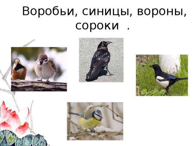  Воробьи, синицы, вороны, сороки .   