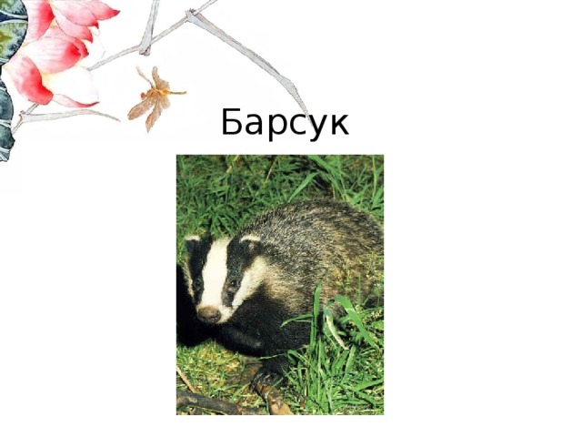 Барсук 