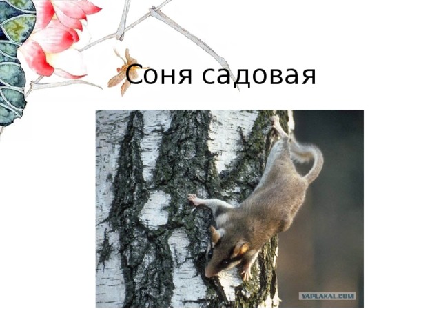 Соня садовая 