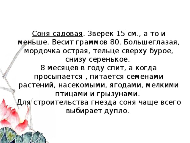 Соня садовая . Зверек 15 см., а то и меньше. Весит граммов 80. Большеглазая, мордочка острая, тельце сверху бурое, снизу серенькое.  8 месяцев в году спит, а когда просыпается , питается семенами растений, насекомыми, ягодами, мелкими птицами и грызунами.  Для строительства гнезда соня чаще всего выбирает дупло.   