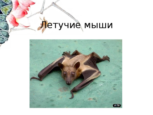 Летучие мыши 