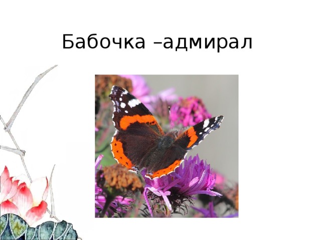 Бабочка –адмирал 