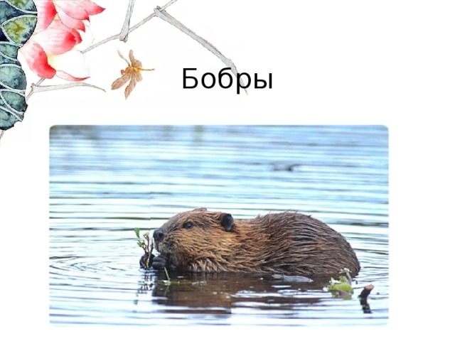 Бобры 
