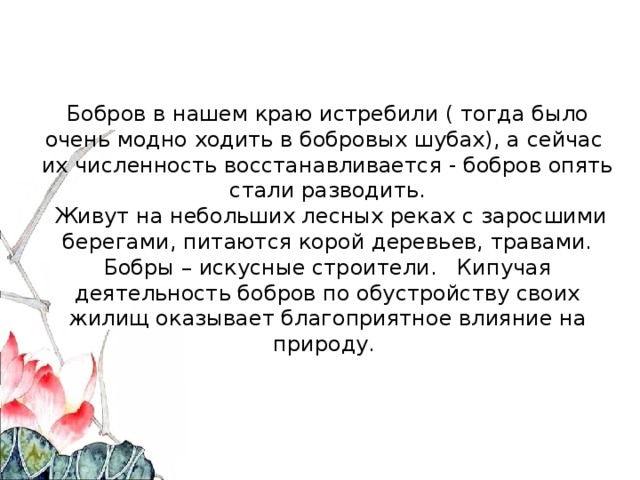 Бобров в нашем краю истребили ( тогда было очень модно ходить в бобровых шубах), а сейчас их численность восстанавливается - бобров опять стали разводить.  Живут на небольших лесных реках с заросшими берегами, питаются корой деревьев, травами. Бобры – искусные строители. Кипучая деятельность бобров по обустройству своих жилищ оказывает благоприятное влияние на природу. 