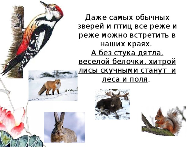 Даже самых обычных зверей и птиц все реже и реже можно встретить в наших краях.  А без стука дятла, веселой белочки, хитрой лисы скучными станут и леса и поля .   