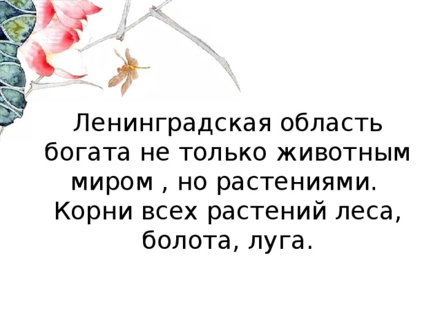 Ленинградская область богата не только животным миром , но растениями.  Корни всех растений леса, болота, луга.   