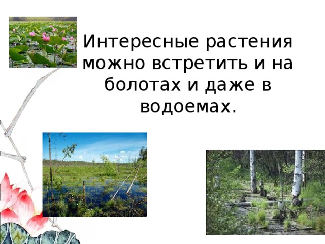 Интересные растения можно встретить и на болотах и даже в водоемах . 