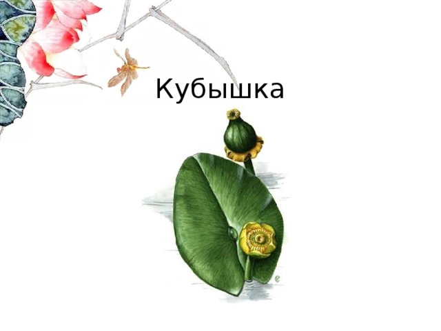 Кубышка 