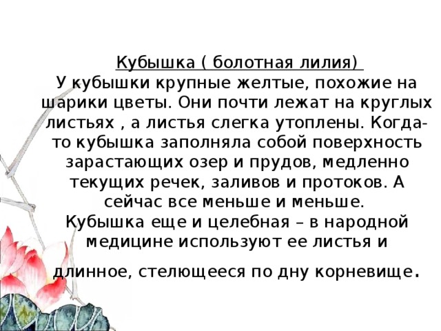  Кубышка ( болотная лилия)  У кубышки крупные желтые, похожие на шарики цветы. Они почти лежат на круглых листьях , а листья слегка утоплены. Когда-то кубышка заполняла собой поверхность зарастающих озер и прудов, медленно текущих речек, заливов и протоков. А сейчас все меньше и меньше.  Кубышка еще и целебная – в народной медицине используют ее листья и  длинное, стелющееся по дну корневище . 