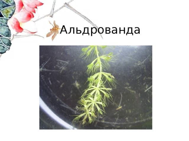 Альдрованда 