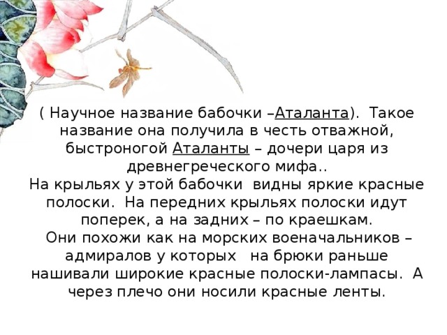 ( Научное название бабочки – Аталанта ). Такое название она получила в честь отважной, быстроногой Аталанты – дочери царя из древнегреческого мифа..  На крыльях у этой бабочки видны яркие красные полоски. На передних крыльях полоски идут поперек, а на задних – по краешкам.  Они похожи как на морских военачальников – адмиралов у которых на брюки раньше нашивали широкие красные полоски-лампасы. А через плечо они носили красные ленты. 