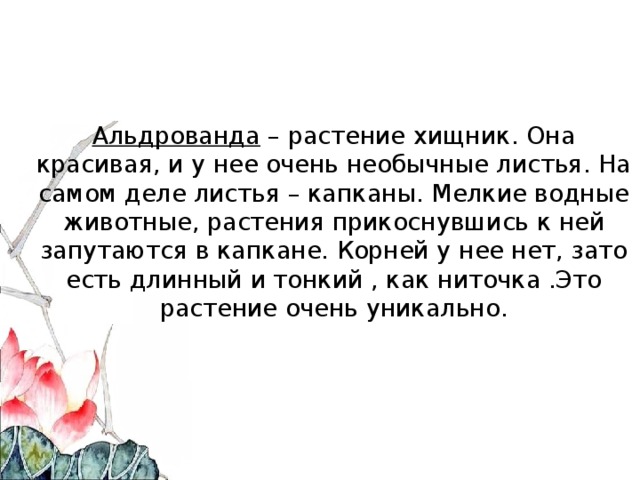Альдрованда – растение хищник. Она красивая, и у нее очень необычные листья. На самом деле листья – капканы. Мелкие водные животные, растения прикоснувшись к ней запутаются в капкане. Корней у нее нет, зато есть длинный и тонкий , как ниточка .Это растение очень уникально.   