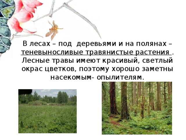 В лесах – под деревьями и на полянах – теневыносливые травянистые растения . Лесные травы имеют красивый, светлый окрас цветков, поэтому хорошо заметны насекомым- опылителям.   
