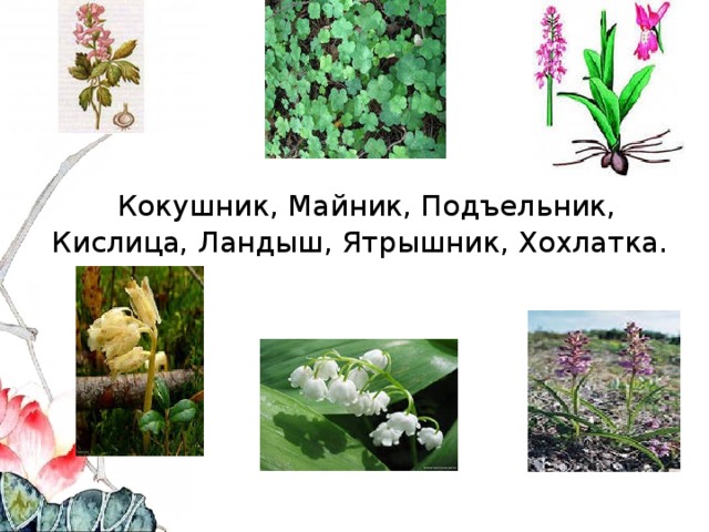  Кокушник, Майник, Подъельник, Кислица, Ландыш, Ятрышник, Хохлатка. 
