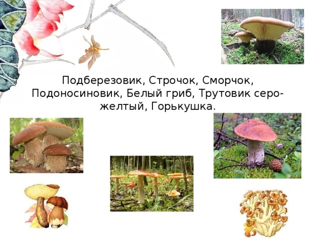 Подберезовик, Строчок, Сморчок, Подоносиновик, Белый гриб, Трутовик серо-желтый, Горькушка. 